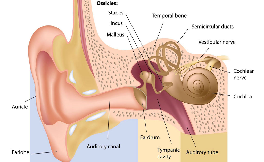 Ear-anatomy1
